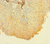 Immunohistochemistry of paraffin-embedded human tonsil tissue using CSB-PA07085A0Rb at dilution of 1:100