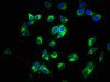 Immunofluorescence staining of HepG2 cells with CSB-PA07085A0Rb at 1:200, counter-stained with DAPI. The cells were fixed in 4% formaldehyde, permeabilized using 0.2% Triton X-100 and blocked in 10% normal Goat Serum. The cells were then incubated with the antibody overnight at 4°C. The secondary antibody was Alexa Fluor 488-congugated AffiniPure Goat Anti-Rabbit IgG (H+L) .