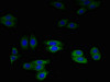 Immunofluorescent analysis of HepG2 cells using CSB-PA07154A0Rb at dilution of 1:100 and Alexa Fluor 488-congugated AffiniPure Goat Anti-Rabbit IgG (H+L)