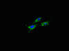 Immunofluorescent analysis of Hela cells using CSB-PA07179A0Rb at dilution of 1:100 and Alexa Fluor 488-congugated AffiniPure Goat Anti-Rabbit IgG (H+L)