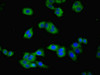 Immunofluorescent analysis of HepG2 cells using CSB-PA07219A0Rb at dilution of 1:100 and Alexa Fluor 488-congugated AffiniPure Goat Anti-Rabbit IgG (H+L)