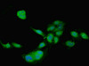 Immunofluorescent analysis of Hela cells using CSB-PA07419A0Rb at dilution of 1:100 and Alexa Fluor 488-congugated AffiniPure Goat Anti-Rabbit IgG (H+L)