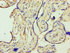 Immunohistochemistry of paraffin-embedded human placenta tissue using CSB-PA07449A0Rb at dilution of 1:100