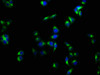 Immunofluorescence staining of Hela cells with CSB-PA07505A0Rb at 1:133, counter-stained with DAPI. The cells were fixed in 4% formaldehyde, permeabilized using 0.2% Triton X-100 and blocked in 10% normal Goat Serum. The cells were then incubated with the antibody overnight at 4°C. The secondary antibody was Alexa Fluor 488-congugated AffiniPure Goat Anti-Rabbit IgG (H+L) .