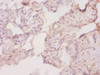 Immunohistochemistry of paraffin-embedded human placenta tissue using CSB-PA07779A0Rb at dilution of 1:20