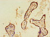 Immunohistochemistry of paraffin-embedded human placenta tissue using CSB-PA07867A0Rb at dilution of 1:100