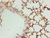 Immunohistochemistry of paraffin-embedded mouse lung tissue using CSB-PA08249A0Rb at dilution of 1:100