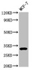 Western Blot<br />
 Positive WB detected in: MCF-7 whole cell lysate<br />
 All lanes: DKK2 antibody at 3.9µg/ml<br />
 Secondary<br />
 Goat polyclonal to rabbit IgG at 1/50000 dilution<br />
 Predicted band size: 29 kDa<br />
 Observed band size: 32 kDa<br />