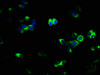Immunofluorescence staining of PC-3 cells with CSB-PA08467A0Rb at 1:133, counter-stained with DAPI. The cells were fixed in 4% formaldehyde, permeabilized using 0.2% Triton X-100 and blocked in 10% normal Goat Serum. The cells were then incubated with the antibody overnight at 4°C. The secondary antibody was Alexa Fluor 488-congugated AffiniPure Goat Anti-Rabbit IgG (H+L) .