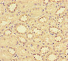 Immunohistochemistry of paraffin-embedded human kidney tissue using CSB-PA08947A0Rb at dilution of 1:100