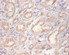 Immunohistochemistry of paraffin-embedded human kidney tissue using CSB-PA09759A0Rb at dilution of 1:100