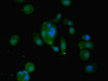 Immunofluorescent analysis of MCF-7 cells using CSB-PA09794A0Rb at dilution of 1:100 and Alexa Fluor 488-congugated AffiniPure Goat Anti-Rabbit IgG (H+L)