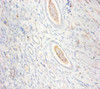 Immunohistochemistry of paraffin-embedded human kidney tissue using CSB-PA09817A0Rb at dilution of 1:100