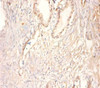 Immunohistochemistry of paraffin-embedded human prostate tissue using CSB-PA09817A0Rb at dilution of 1:100