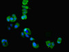 Immunofluorescent analysis of MCF-7 cells using CSB-PA09817A0Rb at dilution of 1:100 and Alexa Fluor 488-congugated AffiniPure Goat Anti-Rabbit IgG (H+L)