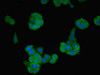 Immunofluorescent analysis of PC-3 cells using CSB-PA09929A0Rb at dilution of 1:100 and Alexa Fluor 488-congugated AffiniPure Goat Anti-Rabbit IgG (H+L)
