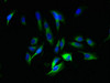 Immunofluorescent analysis of Hela cells using CSB-PA10009A0Rb at dilution of 1:100 and Alexa Fluor 488-congugated AffiniPure Goat Anti-Rabbit IgG (H+L)