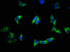 Immunofluorescence staining of Hela cells with CSB-PA10279A0Rb at 1:500, counter-stained with DAPI. The cells were fixed in 4% formaldehyde, permeabilized using 0.2% Triton X-100 and blocked in 10% normal Goat Serum. The cells were then incubated with the antibody overnight at 4°C. The secondary antibody was Alexa Fluor 488-congugated AffiniPure Goat Anti-Rabbit IgG (H+L) .