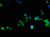 Immunofluorescence staining of PC-3 cells with CSB-PA10484A0Rb at 1:53, counter-stained with DAPI. The cells were fixed in 4% formaldehyde, permeabilized using 0.2% Triton X-100 and blocked in 10% normal Goat Serum. The cells were then incubated with the antibody overnight at 4°C. The secondary antibody was Alexa Fluor 488-congugated AffiniPure Goat Anti-Rabbit IgG (H+L) .
