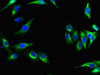 Immunofluorescent analysis of Hela cells using CSB-PA10569A0Rb at dilution of 1:100 and Alexa Fluor 488-congugated AffiniPure Goat Anti-Rabbit IgG (H+L)