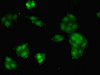 Immunofluorescent analysis of HepG2 cells using CSB-PA10574A0Rb at dilution of 1:100 and Alexa Fluor 488-congugated AffiniPure Goat Anti-Rabbit IgG (H+L)