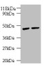 Western blot<br />
 All lanes: KRT18 antibody at 2µg/ml<br />
 Lane 1: K562 whole cell lysate<br />
 Lane 2: HepG2 whole cell lysate<br />
 Secondary<br />
 Goat polyclonal to rabbit IgG at 1/10000 dilution<br />
 Predicted band size: 49 kDa<br />
 Observed band size: 49 kDa<br />