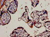 Immunocytochemistry analysis of human placenta tissue using CSB-PA10629A0Rb at dilution of 1:100