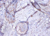 Immunohistochemistry of paraffin-embedded human prostate tissue using CSB-PA10644A0Rb at dilution of 1:100