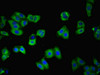 Immunofluorescent analysis of HepG2 cells using CSB-PA10715A0Rb at dilution of 1:100 and Alexa Fluor 488-congugated AffiniPure Goat Anti-Rabbit IgG (H+L)