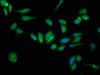 Immunofluorescence staining of Hela cells with CSB-PA10887A0Rb at 1:133, counter-stained with DAPI. The cells were fixed in 4% formaldehyde, permeabilized using 0.2% Triton X-100 and blocked in 10% normal Goat Serum. The cells were then incubated with the antibody overnight at 4°C. The secondary antibody was Alexa Fluor 488-congugated AffiniPure Goat Anti-Rabbit IgG (H+L) .