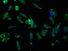 Immunofluorescence staining of U251 cells with CSB-PA11137A0Rb at 1:166, counter-stained with DAPI. The cells were fixed in 4% formaldehyde, permeabilized using 0.2% Triton X-100 and blocked in 10% normal Goat Serum. The cells were then incubated with the antibody overnight at 4°C. The secondary antibody was Alexa Fluor 488-congugated AffiniPure Goat Anti-Rabbit IgG (H+L) .