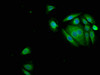 Immunofluorescence staining of A549 cells with CSB-PA11275A0Rb at 1:150, counter-stained with DAPI. The cells were fixed in 4% formaldehyde, permeabilized using 0.2% Triton X-100 and blocked in 10% normal Goat Serum. The cells were then incubated with the antibody overnight at 4°C. The secondary antibody was Alexa Fluor 488-congugated AffiniPure Goat Anti-Rabbit IgG (H+L) .