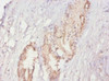 Immunohistochemistry of paraffin-embedded human prostate tissue using CSB-PA11309A0Rb at dilution of 1:20