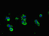 Immunofluorescent analysis of MCF-7 cells using CSB-PA11319A0Rb at dilution of 1:100 and Alexa Fluor 488-congugated AffiniPure Goat Anti-Rabbit IgG (H+L)