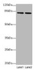 Western blot<br />
 All lanes: FOLH1 antibody at 2µg/ml<br />
 Lane 1: U251 whole cell lysate<br />
 Lane 2: PC-3 whole cell lysate<br />
 Secondary<br />
 Goat polyclonal to rabbit IgG at 1/10000 dilution<br />
 Predicted band size: 85, 13, 10, 78, 83, 81, 79, 51 kDa<br />
 Observed band size: 85 kDa<br />