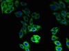 Immunofluorescent analysis of HepG2 cells using CSB-PA11737A0Rb at dilution of 1:100 and Alexa Fluor 488-congugated AffiniPure Goat Anti-Rabbit IgG (H+L)