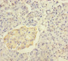 Immunohistochemistry of paraffin-embedded human pancreatic tissue using CSB-PA12089A0Rb at dilution of 1:100