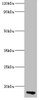 Western blot<br />
 All lanes: APOC3 antibody at 2µg/ml + Rat liver tissue<br />
 Secondary<br />
 Goat polyclonal to rabbit lgG at 1/15000 dilution<br />
 Predicted band size: 11 kDa<br />
 Observed band size: 11 kDa<br />
