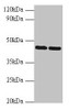 Western blot<br />
 All lanes: SHBG antibody at 2µg/ml<br />
 Lane 1: Hela whole cell lysate<br />
 Lane 2: NIH/3T3 whole cell lysate<br />
 Secondary<br />
 Goat polyclonal to rabbit IgG at 1/10000 dilution<br />
 Predicted band size: 44, 32, 33, 42 kDa<br />
 Observed band size: 44 kDa<br />