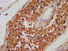 IHC image of CSB-PA12325A0Rb diluted at 1:100 and staining in paraffin-embedded human testis tissue performed on a Leica BondTM system. After dewaxing and hydration, antigen retrieval was mediated by high pressure in a citrate buffer (pH 6.0) . Section was blocked with 10% normal goat serum 30min at RT. Then primary antibody (1% BSA) was incubated at 4°C overnight. The primary is detected by a biotinylated secondary antibody and visualized using an HRP conjugated SP system.