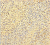 Immunohistochemistry of paraffin-embedded human tonsil tissue using CSB-PA12779A0Rb at dilution of 1:100