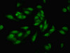 Immunofluorescent analysis of Hela cells using CSB-PA12807A0Rb at dilution of 1:100 and Alexa Fluor 488-congugated AffiniPure Goat Anti-Rabbit IgG (H+L)