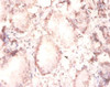 Immunohistochemistry of paraffin-embedded human prostate tissue using CSB-PA12849A0Rb at dilution of 1:100