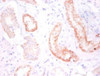 Immunohistochemistry of paraffin-embedded human kidney tissue using CSB-PA13109A0Rb at dilution of 1:50