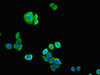 Immunofluorescent analysis of PC-3 cells using CSB-PA13109A0Rb at dilution of 1:100 and Alexa Fluor 488-congugated AffiniPure Goat Anti-Rabbit IgG (H+L)