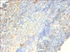 Immunohistochemistry of paraffin-embedded human tonsil tissue using CSB-PA13674A0Rb at dilution of 1:100