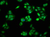 Immunofluorescence staining of HepG2 cells with CSB-PA13674A0Rb at 1:66, counter-stained with DAPI. The cells were fixed in 4% formaldehyde, permeabilized using 0.2% Triton X-100 and blocked in 10% normal Goat Serum. The cells were then incubated with the antibody overnight at 4°C. The secondary antibody was Alexa Fluor 488-congugated AffiniPure Goat Anti-Rabbit IgG (H+L) .