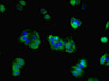 Immunofluorescent analysis of HepG2 cells using CSB-PA14129A0Rb at dilution of 1:100 and Alexa Fluor 488-congugated AffiniPure Goat Anti-Rabbit IgG (H+L)