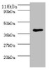 Western blot<br />
 All lanes: MHT1 antibody at 2µg/ml + 293T whole cell lysate<br />
 Secondary<br />
 Goat polyclonal to rabbit IgG at 1/10000 dilution<br />
 Predicted band size: 37 kDa<br />
 Observed band size: 37 kDa<br />