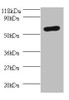 Western blot<br />
 All lanes: SEPSECS antibody at 2µg/ml + 293T whole cell lysate<br />
 Secondary<br />
 Goat polyclonal to rabbit IgG at 1/10000 dilution<br />
 Predicted band size: 56, 6 kDa<br />
 Observed band size: 56 kDa<br />